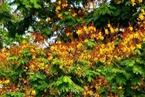 Phố phường Hà Nội mộng mơ phượng đỏ, vương vấn điệp vàng