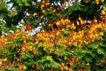 Phố phường Hà Nội mộng mơ phượng đỏ, vương vấn điệp vàng