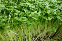 Những loại rau trồng thoải mái dù nhà chật chội