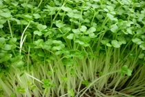 Những loại rau trồng thoải mái dù nhà chật chội