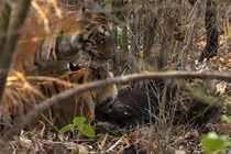 Clip gấu chết thảm dưới nanh vuốt “chúa sơn lâm”