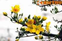 Bóc giá mai Bình Định chơi Tết đổ bộ Hà Nội