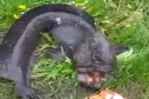 Bắt được cá “quái vật” hung dữ, thích cắn người