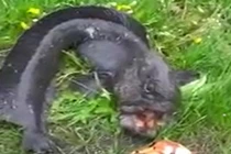 Bắt được cá “quái vật” hung dữ, thích cắn người