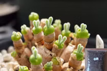 Khách Hà Nội phát cuồng với rau củ tí hon