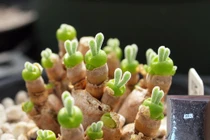 Khách Hà Nội phát cuồng với rau củ tí hon