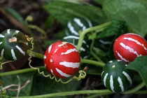 Bật mí giống dưa tí hon màu đỏ độc lạ hút khách