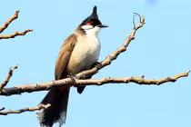 Kẻ trộm chim Giám đốc sở 30 tuổi sẽ phải ngồi tù 7 năm?