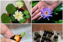 Dân Hà Nội mê mẩn hoa sen mini 7 màu giá cực chát