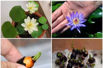 Dân Hà Nội mê mẩn hoa sen mini 7 màu giá cực chát