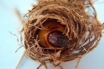 Khám phá đặc sản miền Tây kinh dị “đẻ” ra tiền