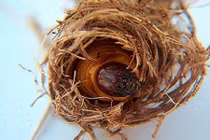 Khám phá đặc sản miền Tây kinh dị “đẻ” ra tiền