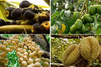 Khám phá những miệt vườn hoa quả vàng ở miền Tây