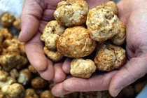 Khám phá bất ngờ về nấm trắng xấu xí đắt hơn vàng