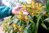 Mua địa lan chục triệu, làm sao không bị hớ?