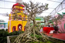 Chiêm ngưỡng cây sanh thế giá 100 triệu đồng ở Hà Nội