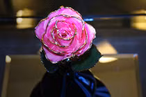 Săn quà độc Valentine 2015: Hoa hồng tươi mạ vàng 