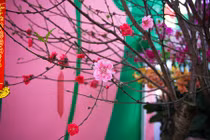 Ngắm cây đào ba loại hoa siêu độc lạ ở Hà Nội