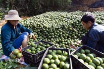 Bí mật phát tài của người trồng cam sành ở Tuyên Quang