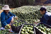 Bí mật phát tài của người trồng cam sành ở Tuyên Quang
