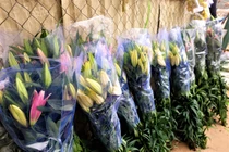 Ảnh: Hoa ly giá "bèo" xếp đầy đường phục vụ Rằm tháng Giêng
