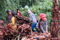 Kỳ lạ hành trình băng rừng tìm cỏ máu thần dược cho phụ nữ