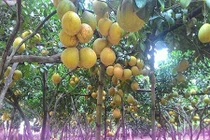 Ngắm vườn bưởi vạn quả cực hút khách của “vua bưởi xứ Mường”