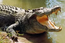 Bé trai đi bơi bị cá sấu dài 4 mét nuốt chửng