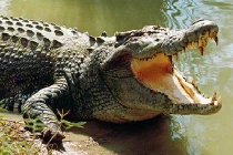 Bé trai đi bơi bị cá sấu dài 4 mét nuốt chửng