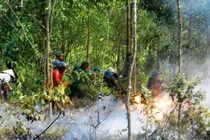 Tham gia chữa cháy, hạt phó hạt kiểm lâm tử vong