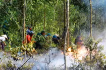 Tham gia chữa cháy, hạt phó hạt kiểm lâm tử vong