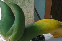 Ngắm quái quả đột biến kỳ lạ ở Việt Nam 
