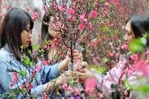 Bí kíp chọn đào đẹp miễn chê chơi Tết Bính Thân 2016