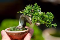 Mãn nhãn loạt bonsai mini nằm gọn trong lòng bàn tay 