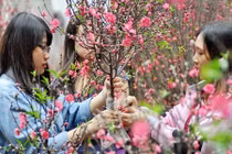 Bí kíp chọn đào đẹp miễn chê chơi Tết Bính Thân 2016