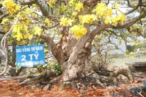 Choáng váng những cây mai tiền tỷ khiến đại gia "phát sốt"