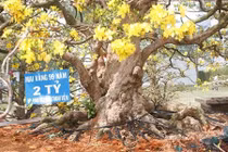 Choáng váng những cây mai tiền tỷ khiến đại gia "phát sốt"