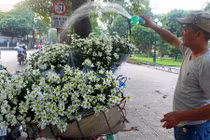 Ảnh: Phố phường Hà Nội đẹp nao lòng mùa cúc họa mi