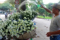 Ảnh: Phố phường Hà Nội đẹp nao lòng mùa cúc họa mi