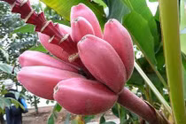 Chuối màu tím hồng độc lạ nửa triệu đồng/nải gây sốt