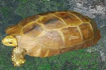 Bắt được rùa vàng cực hiếm, cực đắt nặng 3,3kg