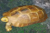 Bắt được rùa vàng cực hiếm, cực đắt nặng 3,3kg