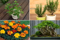 Lùng mua cây đuổi muỗi dịp giao mùa 