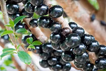 Nho cực lạ tiền triệu khiến dân Hà Nội phát cuồng