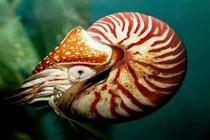 Cận cảnh ốc biển sang chảnh chỉ dành cho đại gia