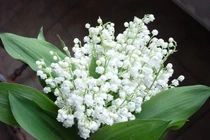 5 loại hoa phú quý viên mãn nên tặng ngày 20/10