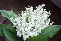 5 loại hoa phú quý viên mãn nên tặng ngày 20/10