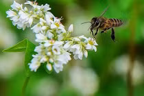 Soi giá tour ngắm hoa tam giác mạch trắng cực hot