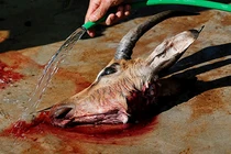 Cảnh săn thú hoang man rợ tại khu bảo tồn thiên nhiên