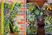 Mốt trang trí tường nhà Tết bằng tranh cây cực độc